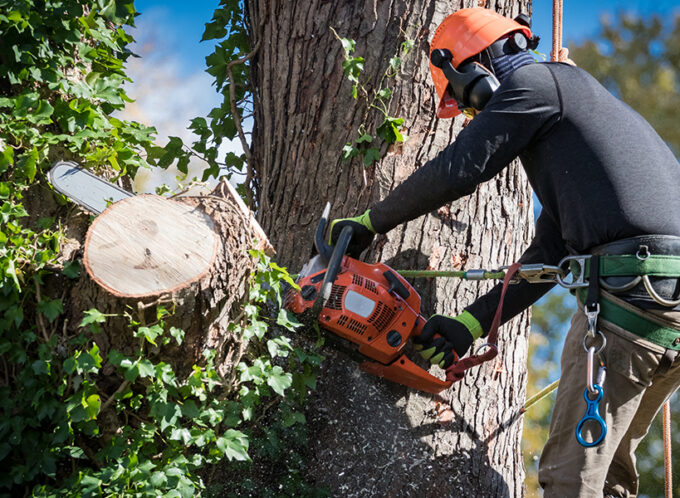 Cleaning after the tree Removal process