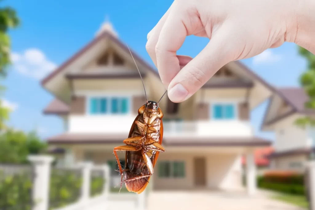 Keeping Mansfield Homes Pest-Free: A Comprehensive Guide