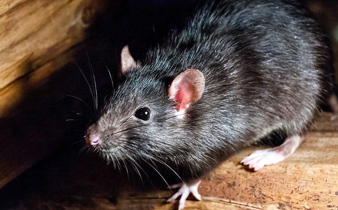 What Homeowners Should Know About Roof Rats in St. Louis